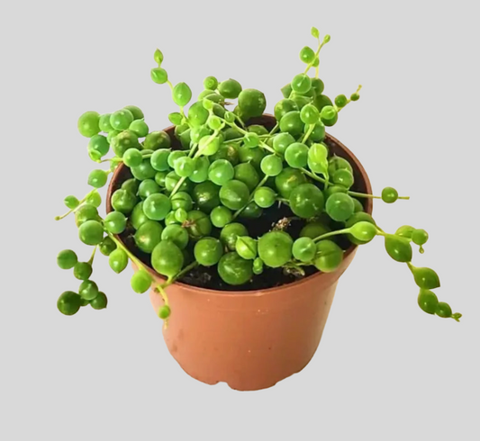 Tenxhere 4 inç "String of Pearls Succulent".