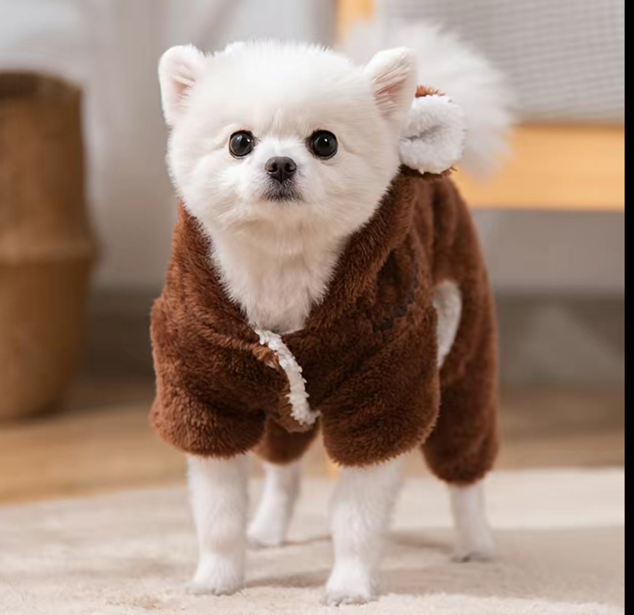 Modish Bear, Hooded Jumpsuit for Dogs