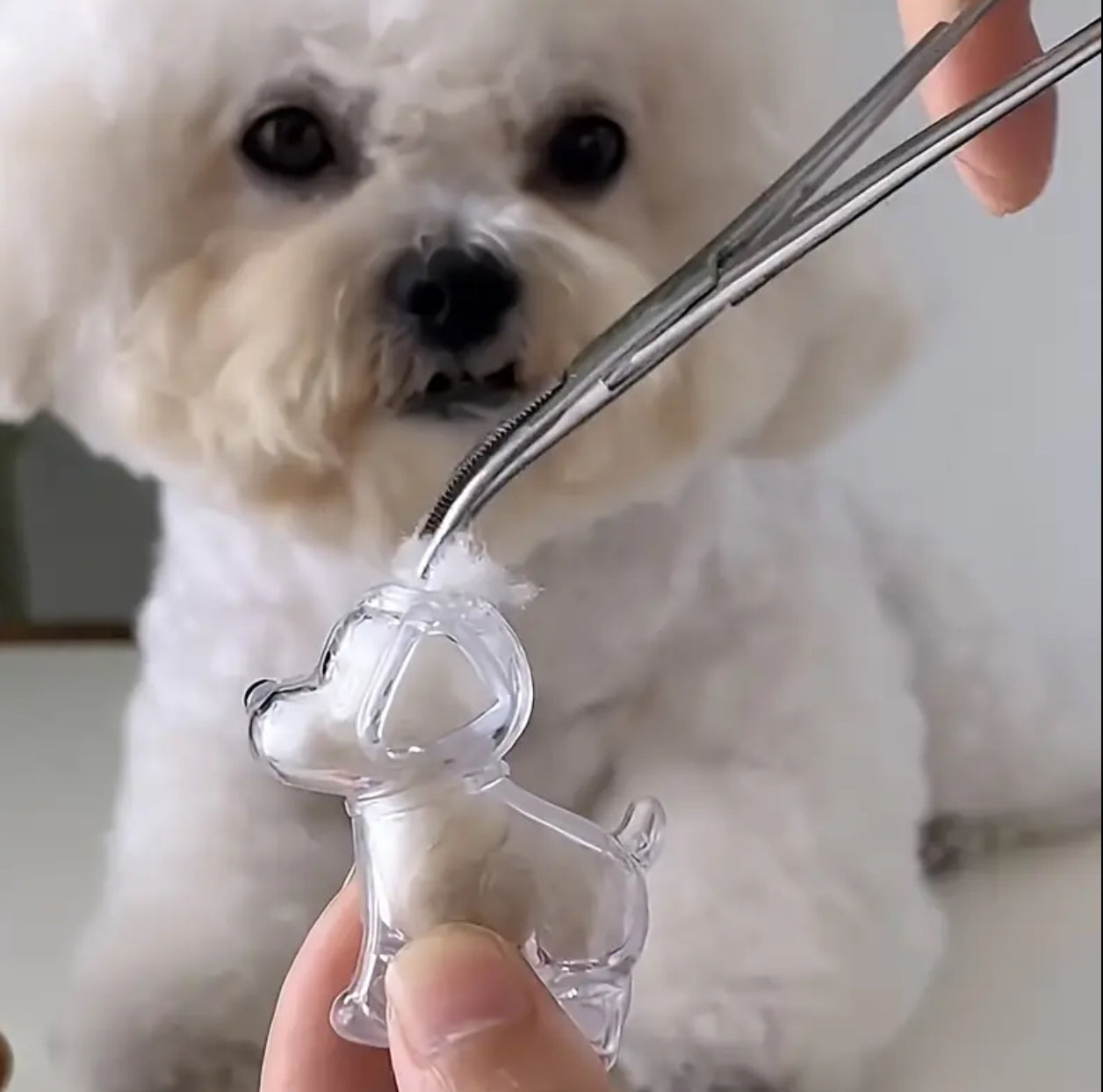 “My Buddy” Transparent Pet Hair Storage Capsule Keychain, Pet Owner's Keepsake or a Decorative Piece for The Desk