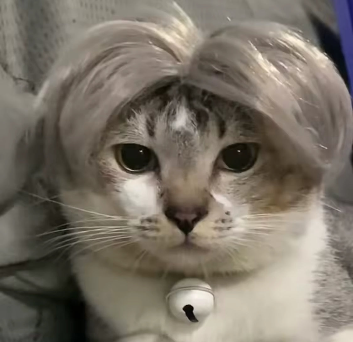 “Karen’s” Pet Wigs, Head Accessories