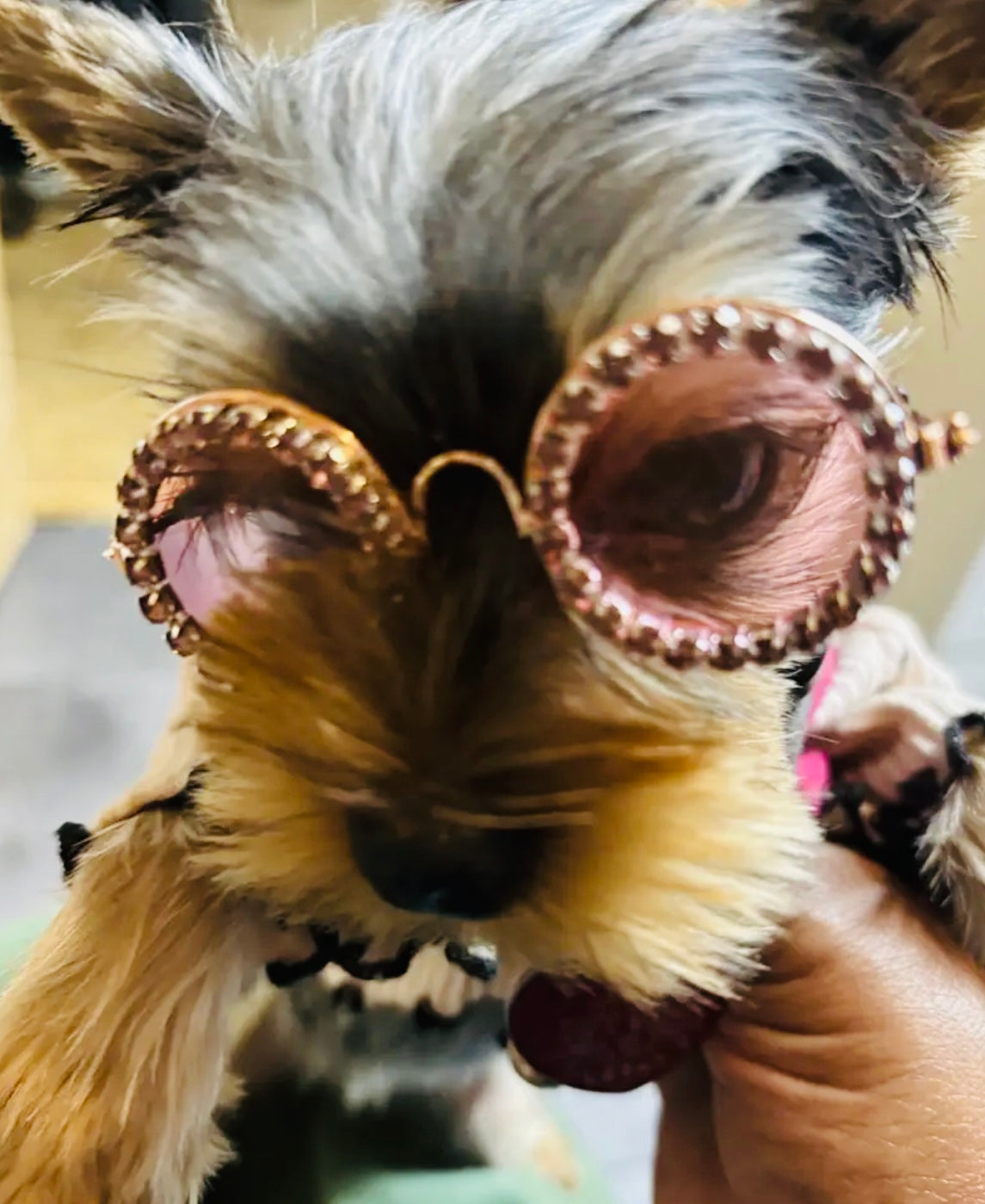 Sparkling Rhinestone Pet Fashion Glasses for Pets, for All Breeds