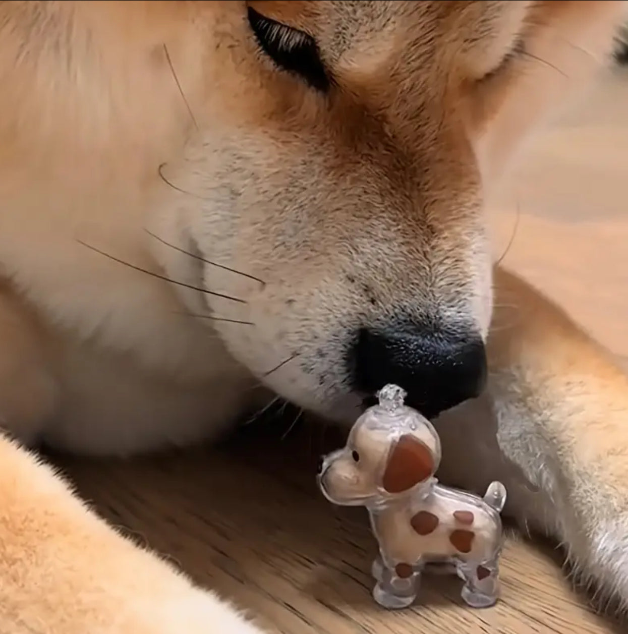 “My Buddy” Transparent Pet Hair Storage Capsule Keychain, Pet Owner's Keepsake or a Decorative Piece for The Desk