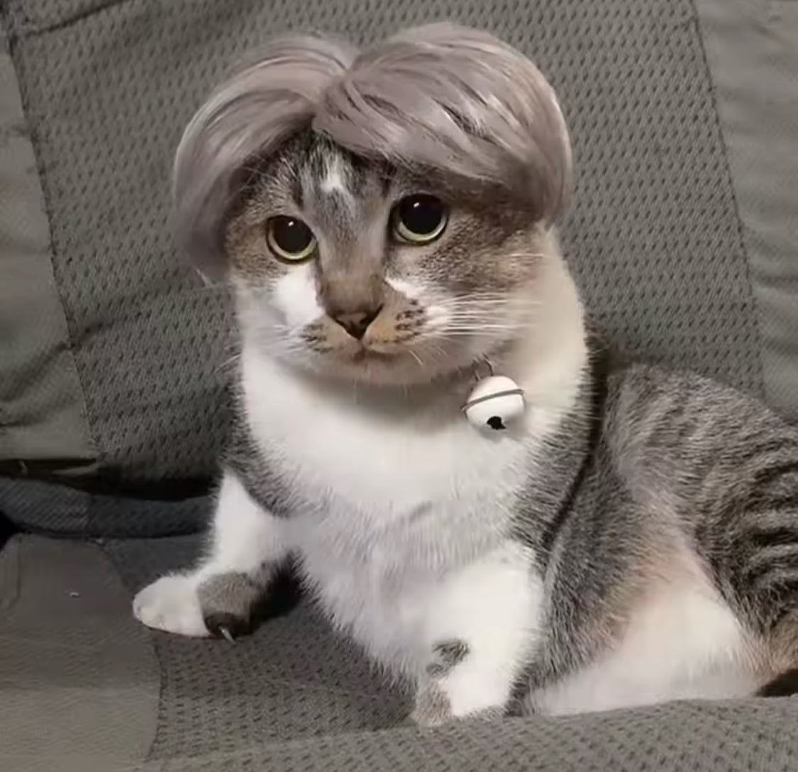 “Karen’s” Pet Wigs, Head Accessories