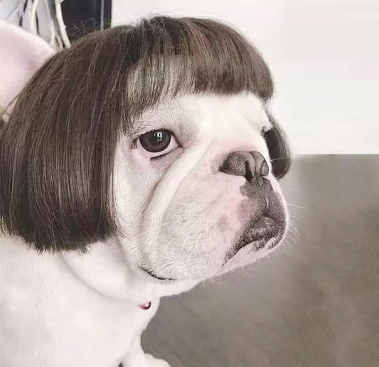 “Karen’s” Pet Wigs, Head Accessories